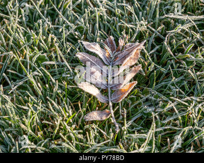 Close up Image de premier matin givre sur les feuilles sur pré vert Banque D'Images