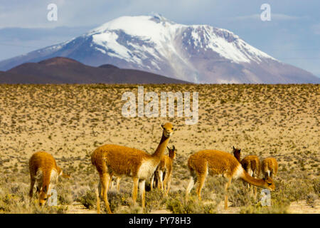 Vigogne, un des quatre membres de la famille de chameaux dans les Amériques vivant dans les hautes Andes du Parc National Lauca dans le nord du Chili Banque D'Images