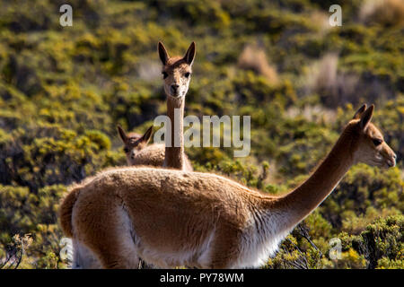 Vigogne, un des quatre membres de la famille de chameaux dans les Amériques vivant dans les hautes Andes du Parc National Lauca dans le nord du Chili Banque D'Images