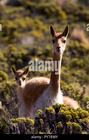 Vigogne, un des quatre membres de la famille de chameaux dans les Amériques vivant dans les hautes Andes du Parc National Lauca dans le nord du Chili Banque D'Images