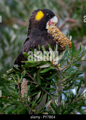 Cacatoès noir à queue jaune (Calyptorhyynchus funereus) bénéficiant de manger un cône banksii pour déjeuner, peuvent être trouvés à l'Est et de la côte sud d'Austral Banque D'Images