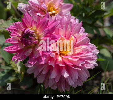 Extérieur couleur macro floral luxuriant d'un bouquet de fleurs rose dahlia jaune avec une chenille sur fond flou naturel pris sur un jour d'été ensoleillé Banque D'Images