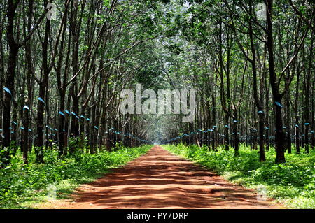 Forêt de caoutchouc - caoutchouc arbre dans TayNguyen, Vietnam Banque D'Images