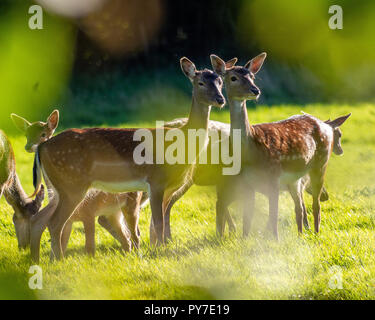 Un groupe d'adultes et de jeunes cerfs paissant dans une prairie d'environ 50 m d'un East Grinstead, West Sussex, UK Housing Estate en septembre. Banque D'Images
