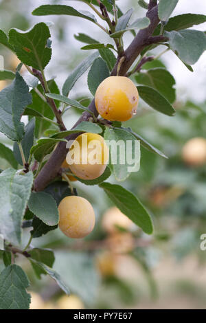 Prunus domestica. Prune 'Mirabelle de Nancy' croissant dans un verger. Banque D'Images