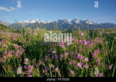 WY02525-00...WYOMING - Fleurs de géranium collante dans l'Antilope Appartements Région de Jackson Hole dans le Grand Teton National Park. Banque D'Images