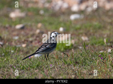 Bergeronnette printanière, Motacilla alba Pied adulte seul, debout sur l'herbe. Prises d'avril. Dungeness, Kent, UK. Banque D'Images