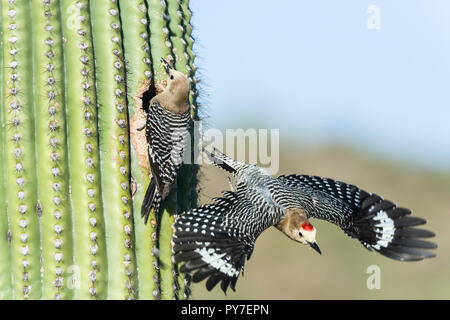 Un mâle Gila Woodpecker (Melanerpes uropygialis) explose sur un nid dans un Saguaro (Carnegiea gigantea), tandis que la femelle lui apporte de la nourriture pour les jeunes. Un Banque D'Images