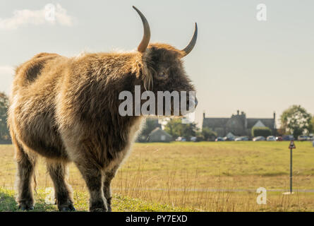 Highland Long Horn sur Minchinhampton Common, Stroud, Angleterre Banque D'Images