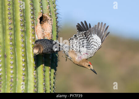 Un mâle Gila Woodpecker (Melanerpes uropygialis) vole sur un nid dans un Saguaro (Carnegiea gigantea), tandis que la femelle lui apporte de la nourriture pour les jeunes. Ariz. Banque D'Images