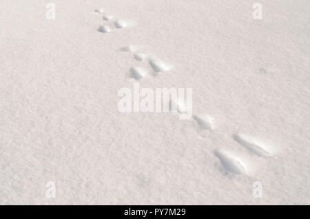 Pistes de lièvre dans la neige Banque D'Images