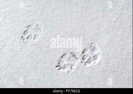 Empreintes de pattes de chat dans la neige Banque D'Images