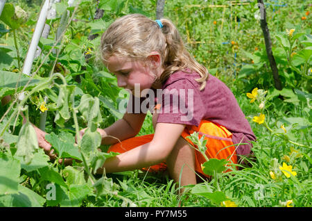 Jeune fille travaillant dans la cueillette dans le jardin de concombre tunnel de jardin communautaire au camp de jardin Banque D'Images