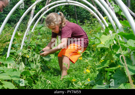 Young Girl picking Concombre Concombre dans tunnel de jardin communautaire au camp de jardin Banque D'Images