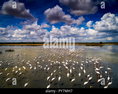 Flamants Roses Photo aérienne, l'alimentation dans une lagune au Sri Lanka Banque D'Images