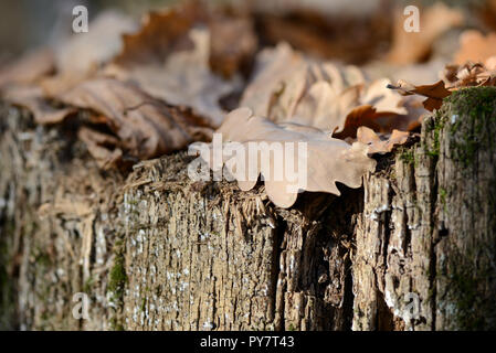 Des feuilles sèches sur une souche dans la forêt d'automne close up Banque D'Images