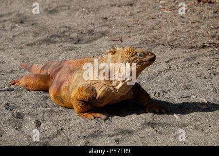 Grand iguane orange sur une plage de sable fin, l'île des Galapagos Banque D'Images