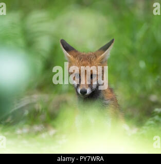 Vue de face détaillée du renard rouge britannique juvénile (Vulpes vulpes) se cachant dans les bois britanniques, en affant la tête. Magnifique portrait tête et visage de renard. Banque D'Images