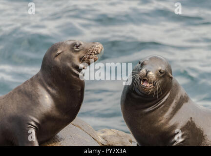 Deux lions de mer assis sur les rochers à La Jolla, Californie Banque D'Images