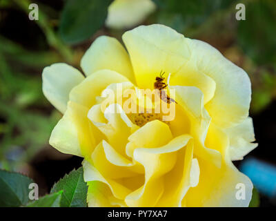 Abeille venant butiner une Interictira glorieux 'Rosa' rose jaune en pleine floraison dans un jardin riche de nectar de la faune Banque D'Images