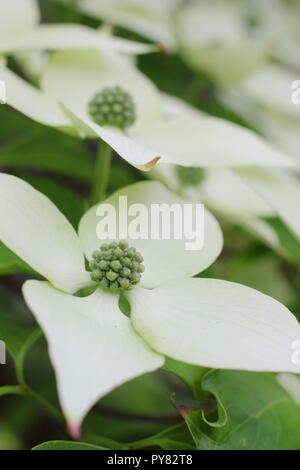 Cornus kousa var. chinensis 'China Girl'. Cornouiller chinois attrayant affichage bractées, début de l'été, UK Banque D'Images