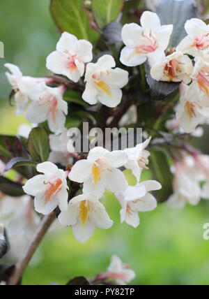 Weigela 'Ebony et Ivory' arbuste à feuilles caduques, floraison de mai, UK Banque D'Images