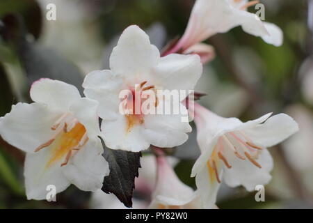 Weigela 'Ebony et Ivory' arbuste à feuilles caduques, floraison de mai, UK Banque D'Images