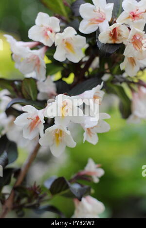 Weigela 'Ebony et Ivory' arbuste à feuilles caduques, floraison de mai, UK Banque D'Images