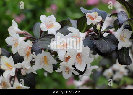 Weigela 'Ebony et Ivory' arbuste à feuilles caduques, floraison de mai, UK Banque D'Images