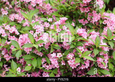 Weigela florida 'Champignon' la floraison Rose arbuste à feuilles caduques, mai, UK Banque D'Images