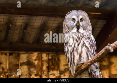 Chouette lapone Strix nebulosa ou sur la branche fermer Banque D'Images