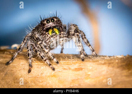 Spider Banque D'Images
