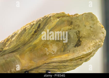 Giant l'huître du Pacifique (Crassostrea gigas) combustibles pour l'éducation. Crassostrea gigas est communément connu sous le nom de l'huître du Pacifique, le japonais ou l'huître huître Miyagi Banque D'Images