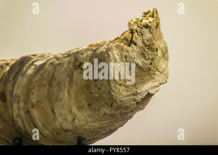 Giant l'huître du Pacifique (Crassostrea gigas) combustibles pour l'éducation. Crassostrea gigas est communément connu sous le nom de l'huître du Pacifique, le japonais ou l'huître huître Miyagi Banque D'Images