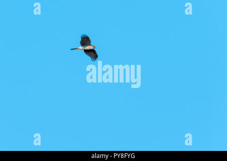 Flying fauve, Accipiter nisus, par Blue Skies Banque D'Images