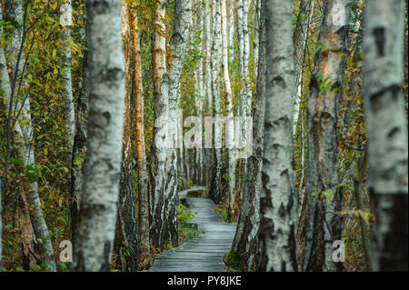 Une passerelle en bois qui traverse une forêt de bouleaux Banque D'Images