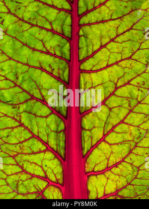 Feuilles de bette à carde de rhubarbe. La Bette Beta vulgaris Banque D'Images