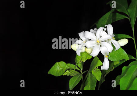 Libre de fleurs blanches Jessamine Orange isolé sur fond noir avec un espace réservé au texte Banque D'Images