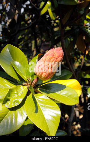 MAGNOLIA GRANDIFLORA SAMUEL SOMMER. BULL BAY Banque D'Images