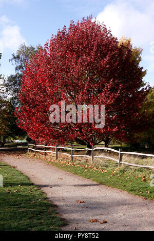 STYRACIFLUIA LIQUIDAMBER LANE ROBERTS. En automne LIQUIDAMBAR Banque D'Images