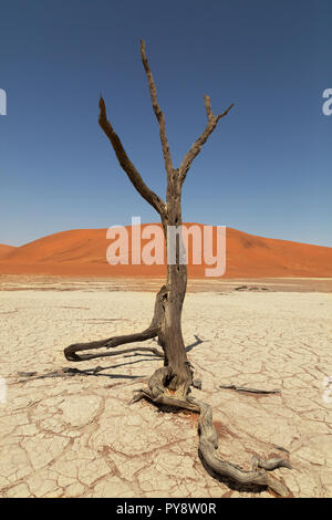Deadvlei Namibie - arbres morts pour 8000 ans dans les dunes du désert du Namib, le Namib Naukluft National Park, Namibie Banque D'Images
