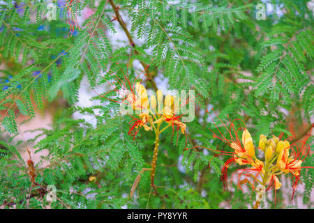 Oiseau du Paradis l'arbuste ou Erythrostemon gilliesii. Fleurs rouge jaune vif sur l'arbre vert. Floral background Banque D'Images