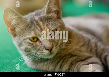 Close up orange gris cat lay sur tapis vert. Banque D'Images