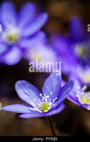 Première violette bleu dans la forêt. Blue spring wildflowers, l'hépatique Hepatica nobilis. Champ de deph faible Banque D'Images