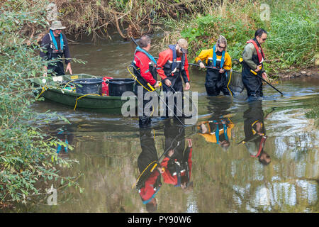 L'équipe de l'Agence de l'environnement pêche électrique sur la rivière Medway à l'échantillonnage des populations de poisson et de collecter des données sur la santé de la rivière. Banque D'Images