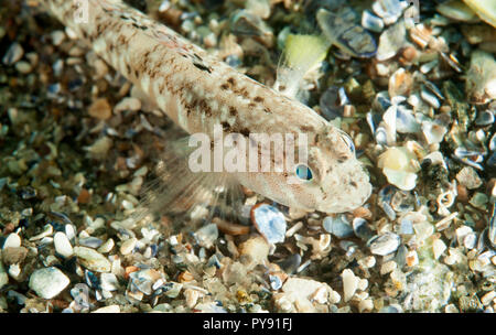 Gobiidae est une famille de poissons osseux dans l'ordre dans Gobiiformes, une des plus grandes familles de poissons comprenant plus de 2 000 espèces dans plus de 200 gener Banque D'Images