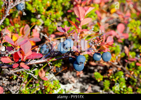 Les bleuets sauvages Banque D'Images