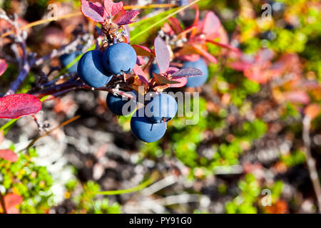 Les bleuets sauvages Banque D'Images