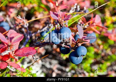 bleuet sauvage Banque D'Images