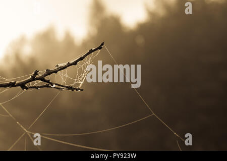 Filet araignée sur une branche en automne lever du soleil Banque D'Images